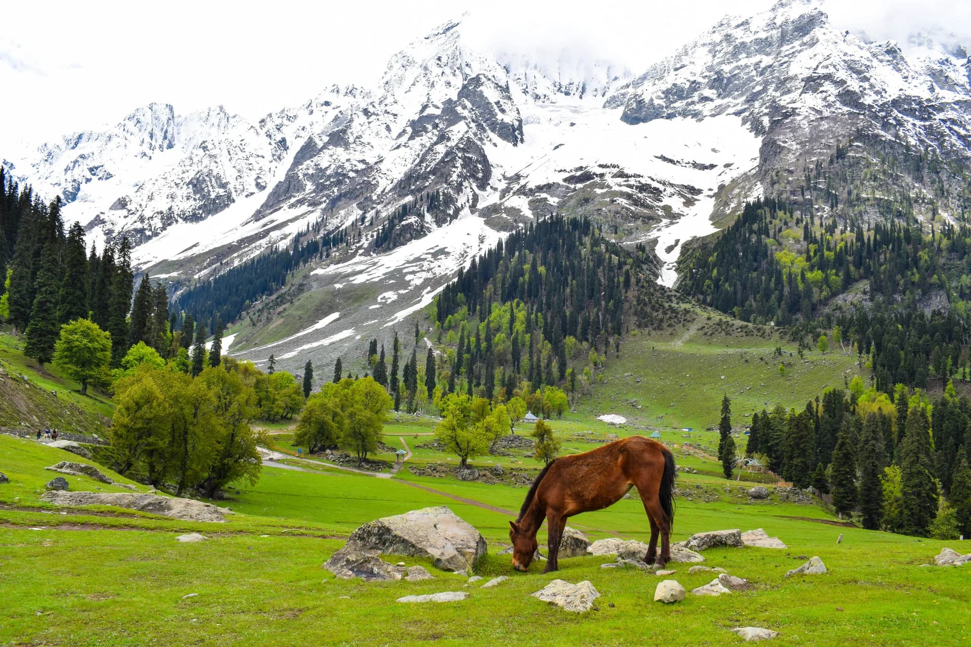 Kashmir Paradise